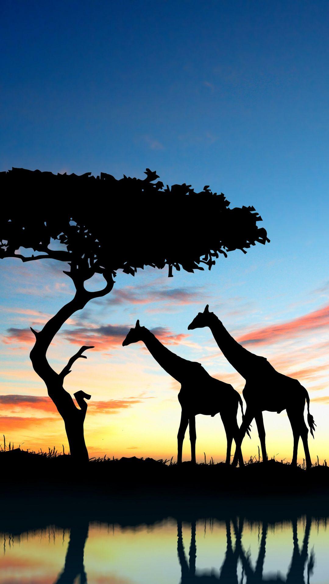 Wild Safari Wallpapers - Top Free Wild Safari Backgrounds - WallpaperAccess