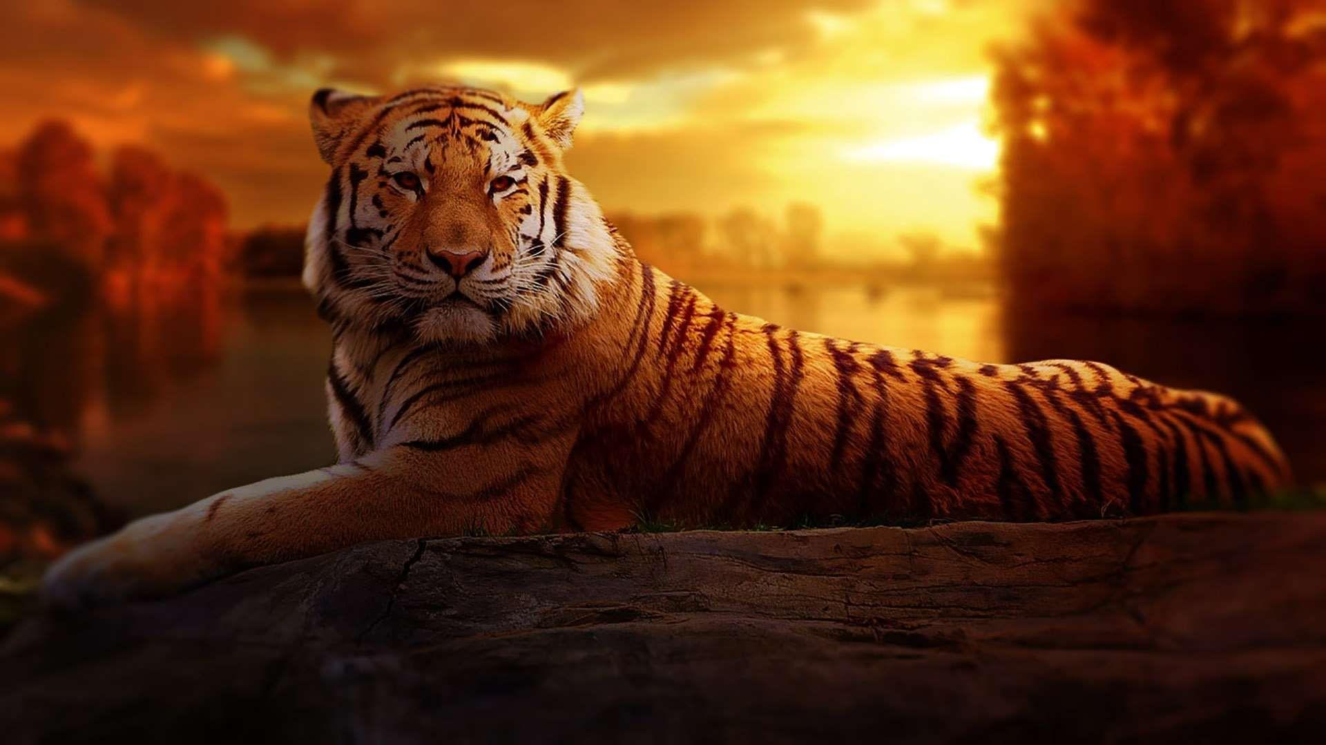 Wild Safari Wallpapers - Top Free Wild Safari Backgrounds - WallpaperAccess