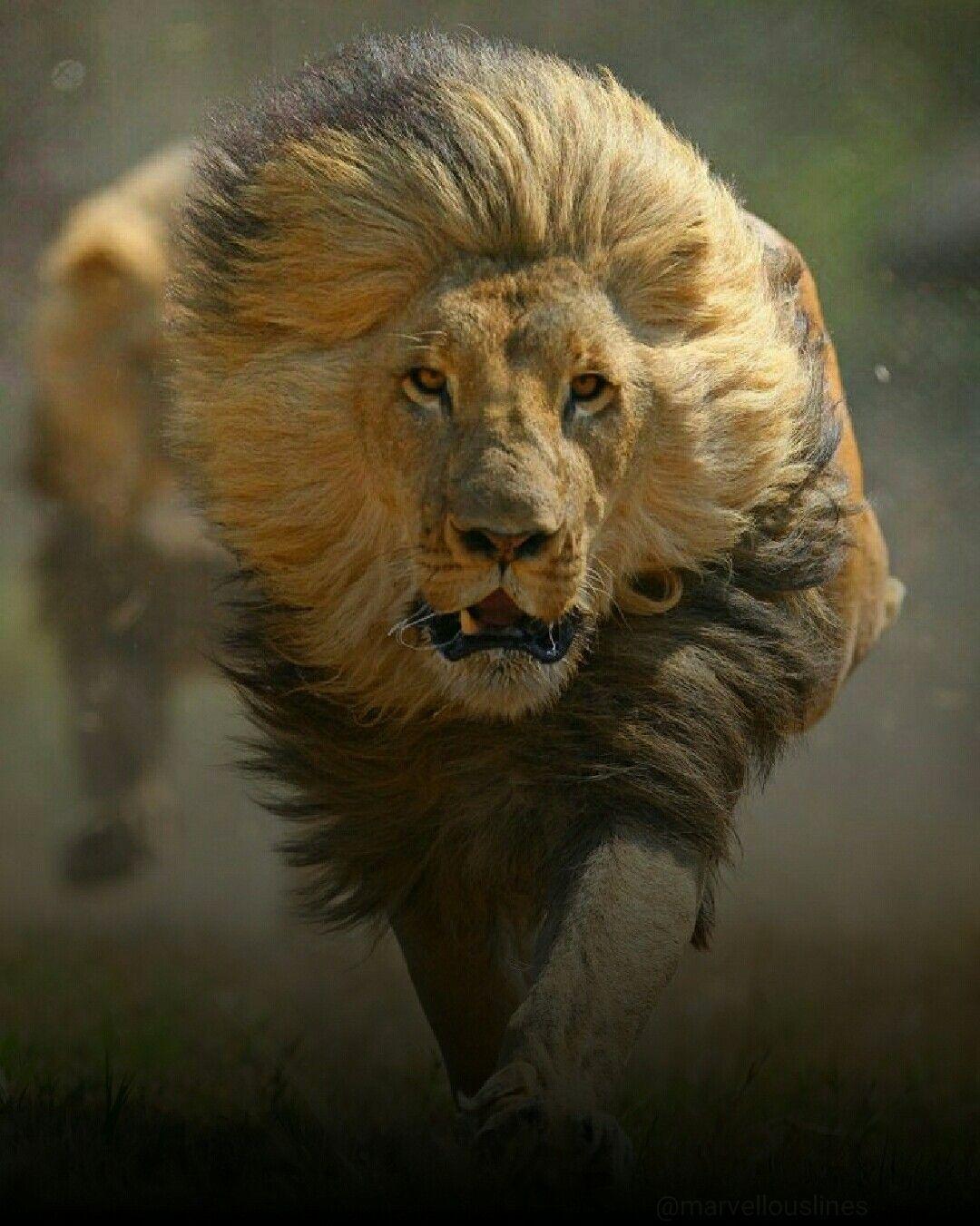 1080x1351 LION WALLPAPERS. Wild animal wallpaper, Lions, Most beautiful cat breeds
