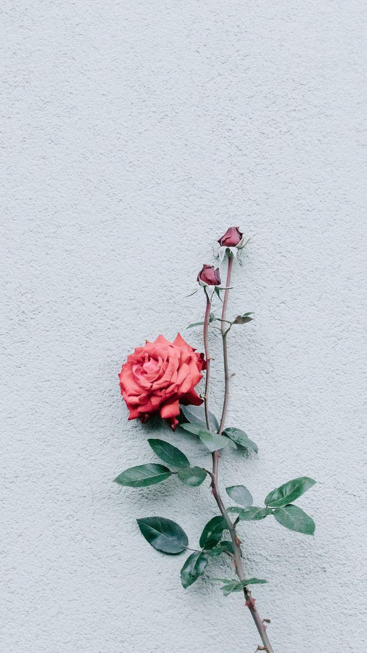 720x1280 Flower Wallpaper Free Download Best Flowers Wallpaper For Mobile 12.jpeg (900×1600) Shared By ₊˚✧