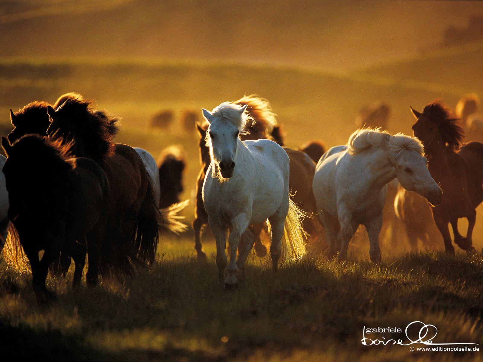 1600x1200 Horse Wallpaper