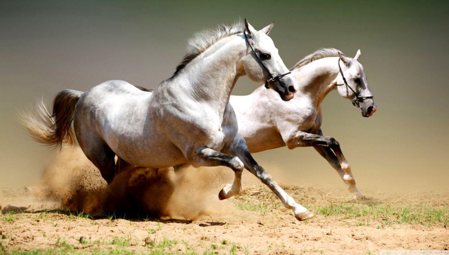 1504x855 Horse Wallpaper Picture