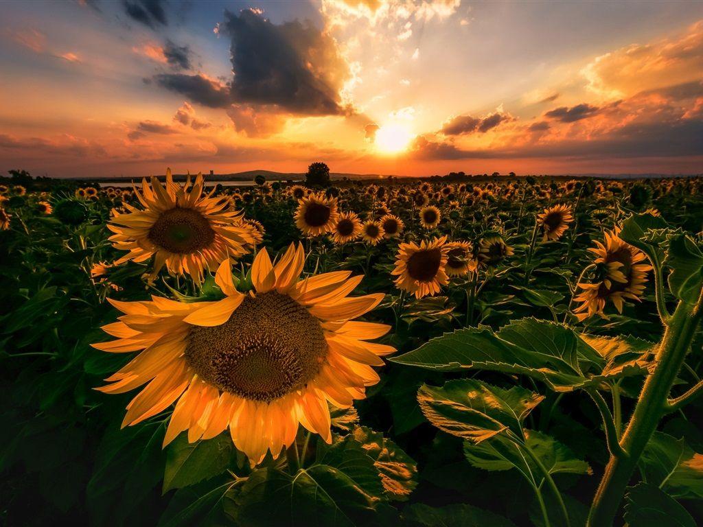 1024X768 Sunflower Sunset Wallpapers - Top Free 1024X768 Sunflower Sunset  Backgrounds - WallpaperAccess
