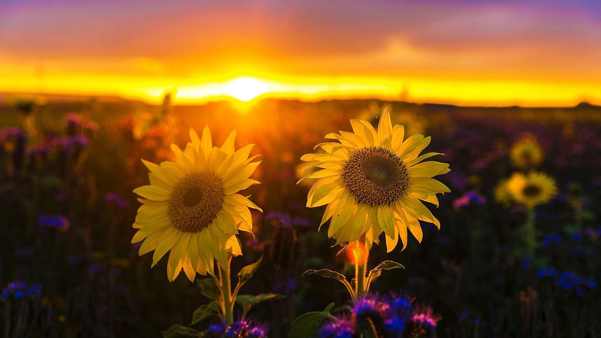 1920x1080 Sunflowers At Sunset Wallpaper