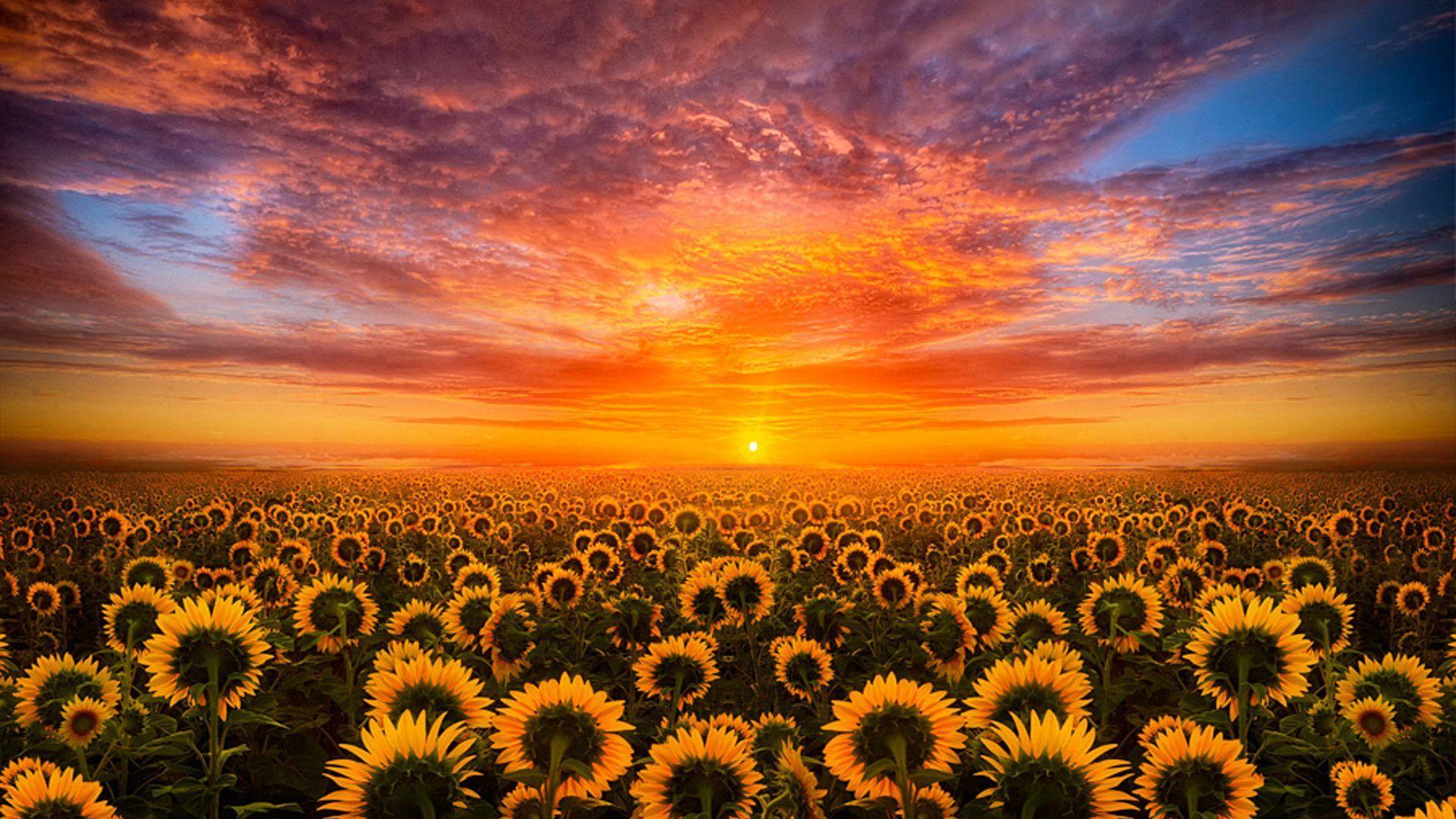1920x1080 Sunflower Wallpaper for Desktop .