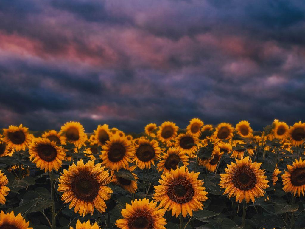 1024x768 Download 1024x768 wallpaper sunflower farm, sunset, cloudy day, 1024x768 standard 4: fullscreen, 1024x768 HD image, background, 25401