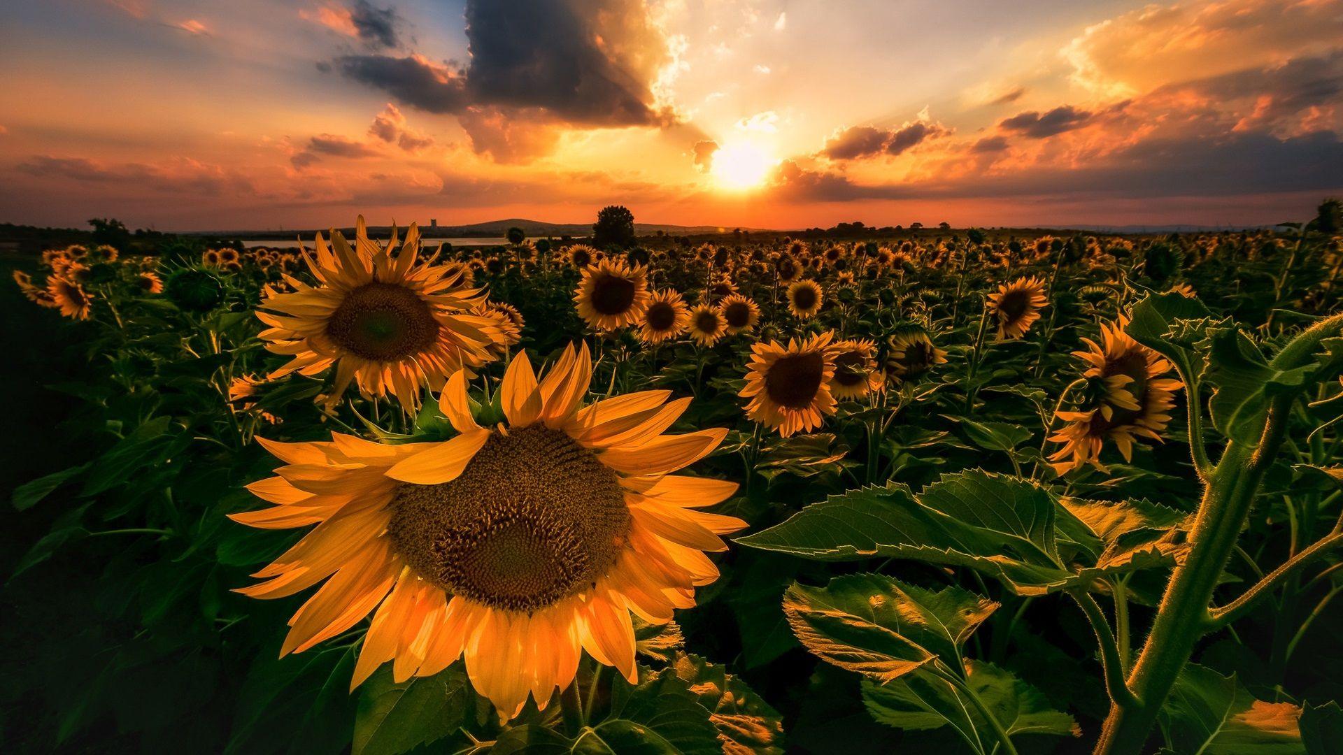 1920x1080 Wallpaper Sunflowers, sunset 1920x1200 HD Picture, Image