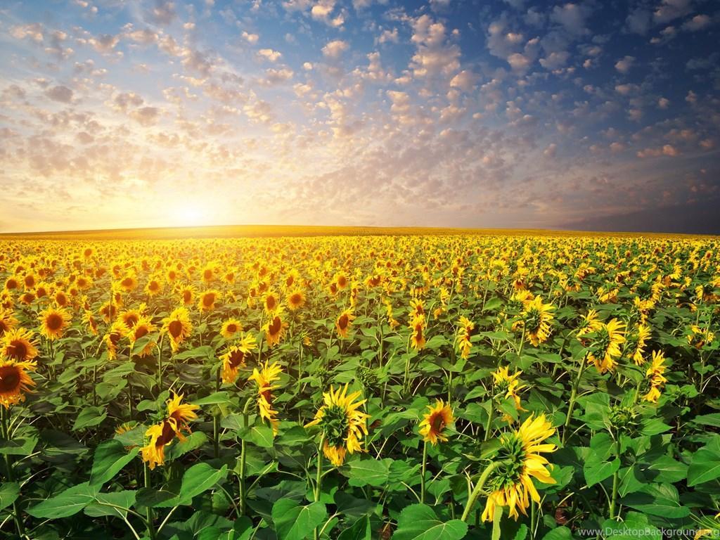 1024x768 Sunflowers At Sunset Wallpaper