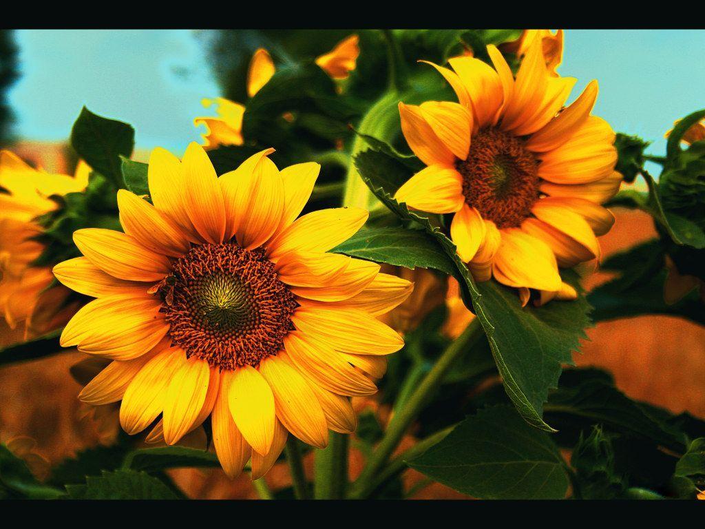 1024x768 i love sunflowers. Sunflower picture, Sunflower wallpaper, Sunflower image