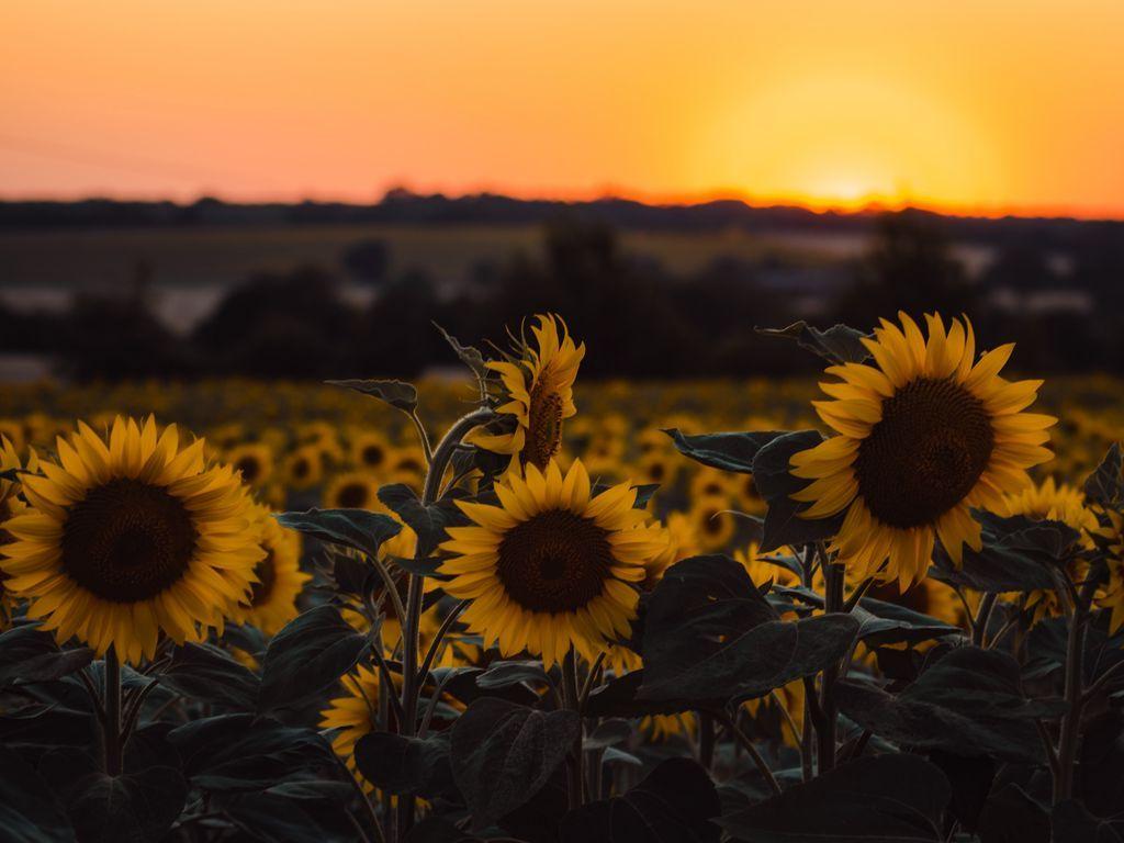 1024x768 Download wallpaper 1024x768 sunflowers, flowers, yellow, field, sunset standard 4:3 HD background