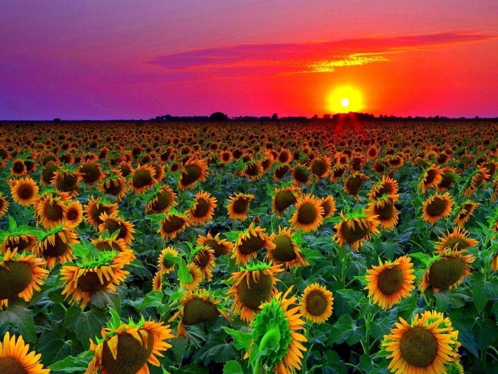 1024x768 Sunflower Field Sunset Wallpaper HD 8589131 :