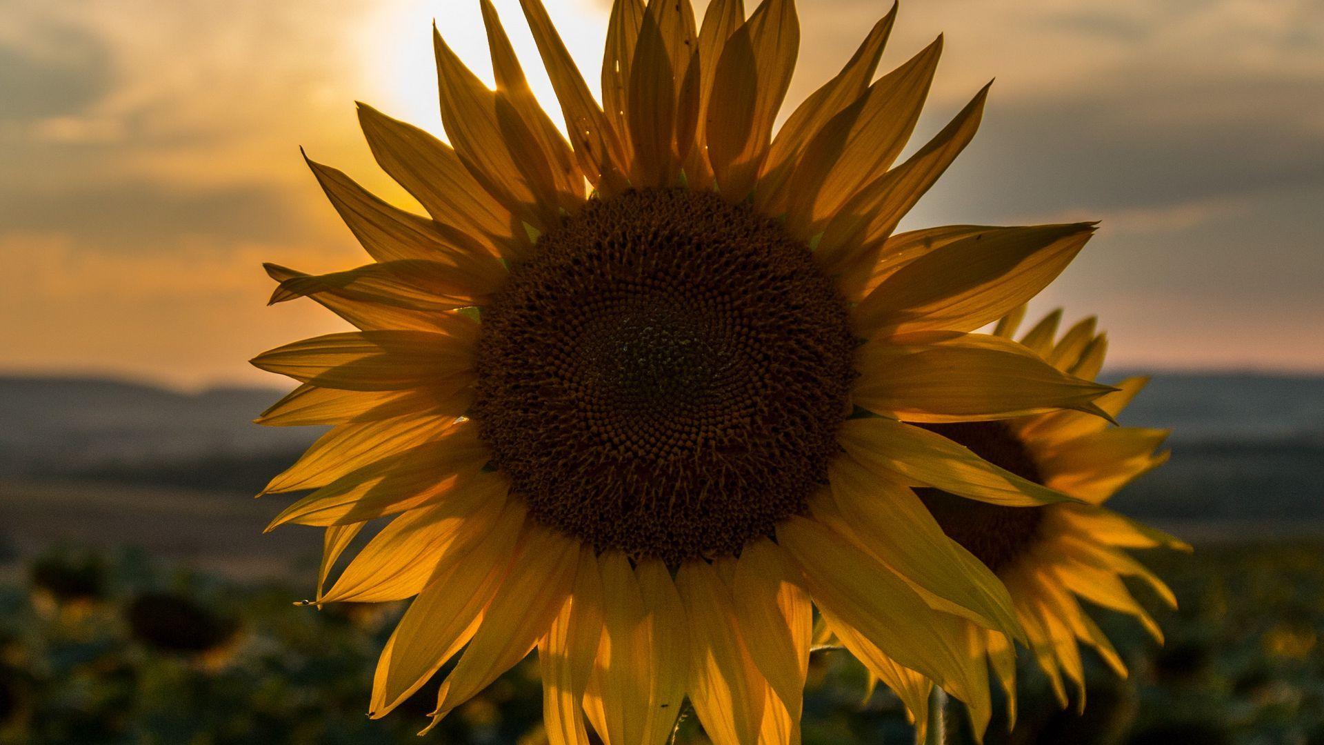 1920x1080-sunflower-sunset-wallpapers-top-free-1920x1080-sunflower