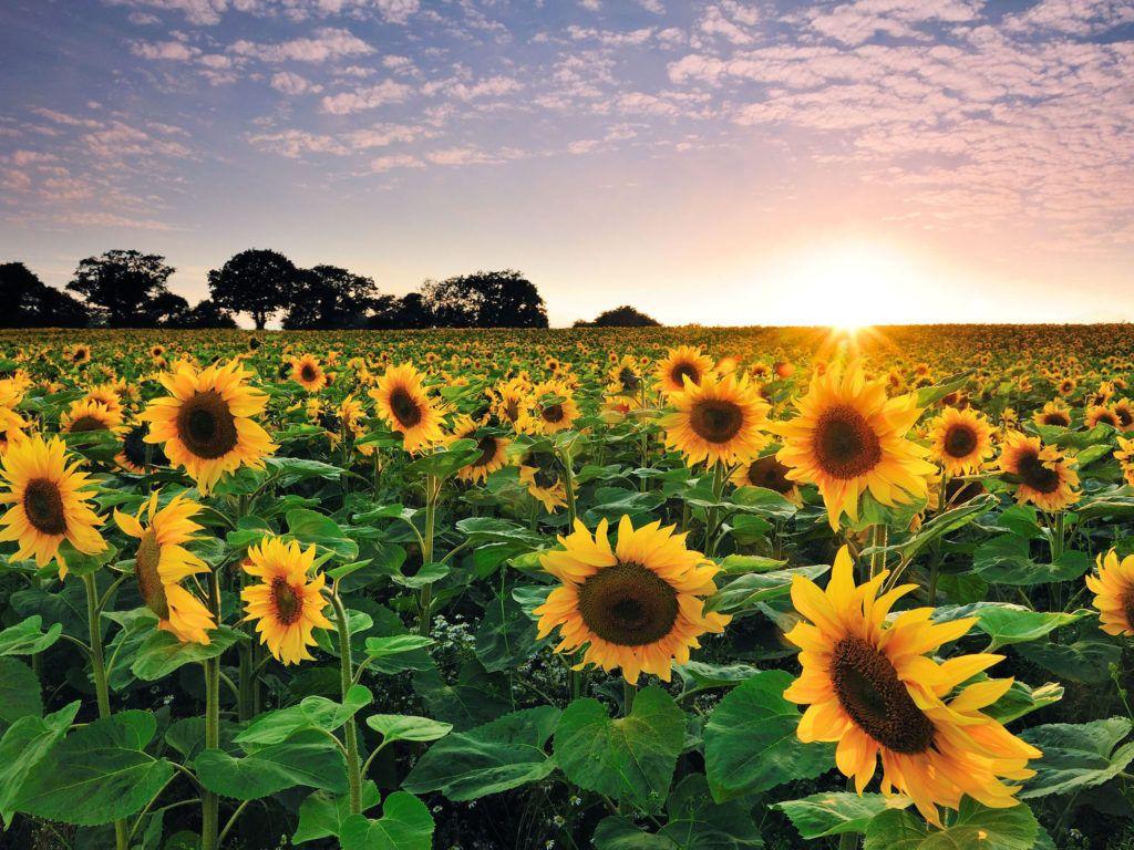 1024x768 Sunflower Sunset Wallpapers Top Free 1024x768 Sunflower Sunset Backgrounds 5966