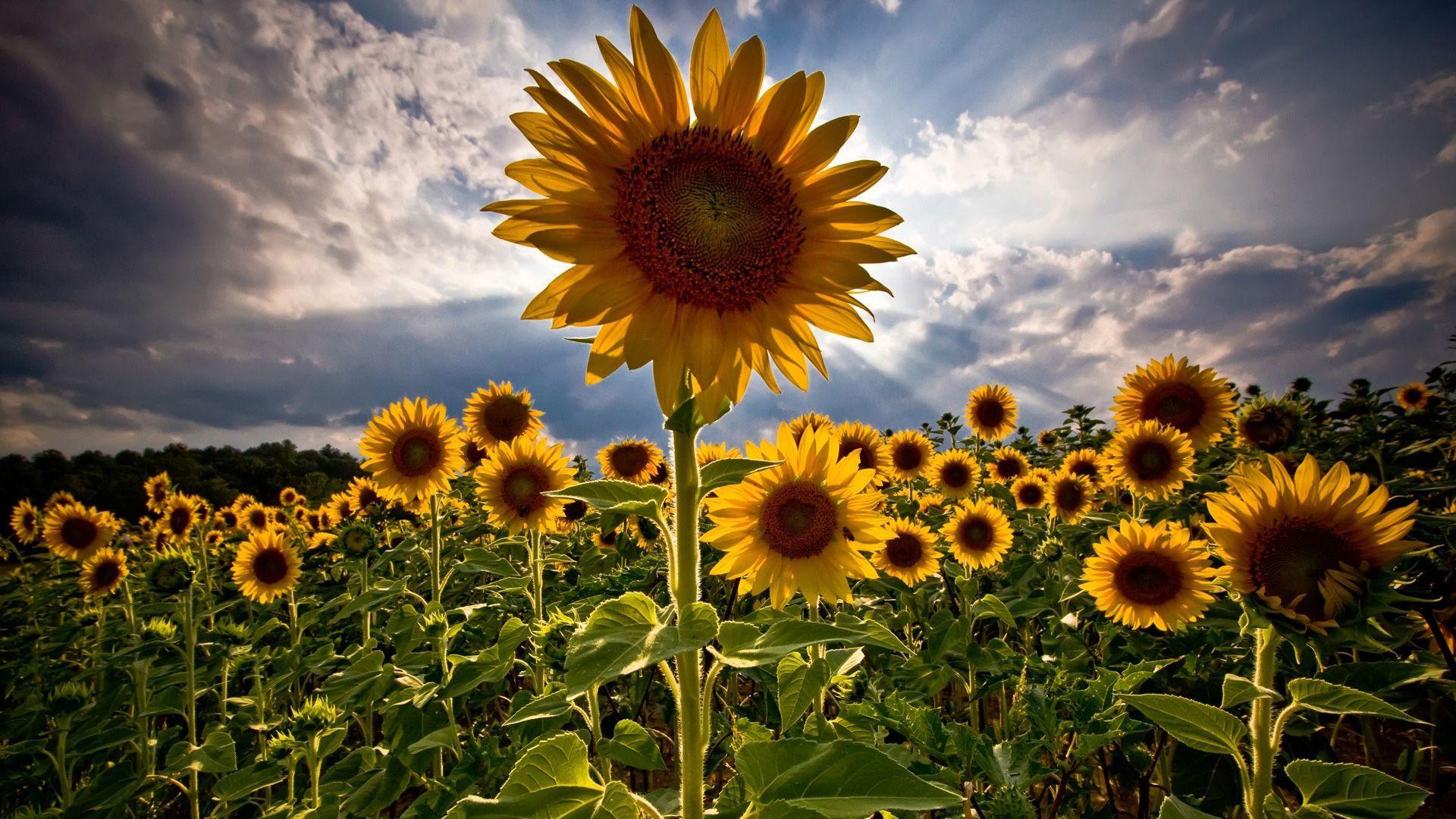 1920x1080 Future painting. Flower background image, Sunflower wallpaper, Flower background