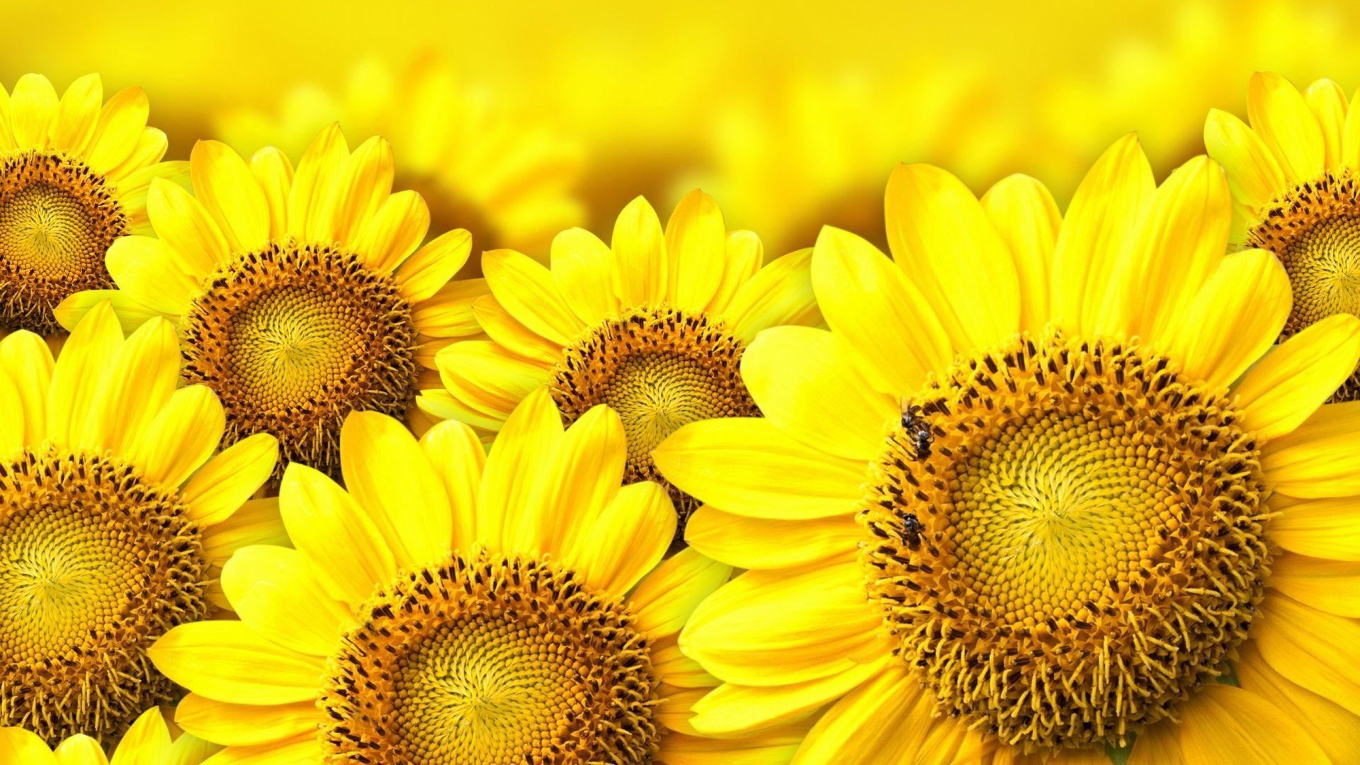 1920x1080-sunflower-sunset-wallpapers-top-free-1920x1080-sunflower