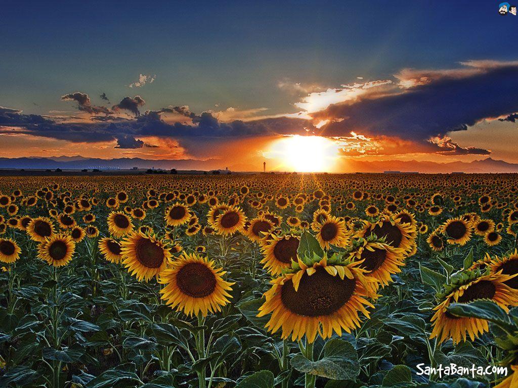1024X768 Sunflower Sunset Wallpapers - Top Free 1024X768 Sunflower ...