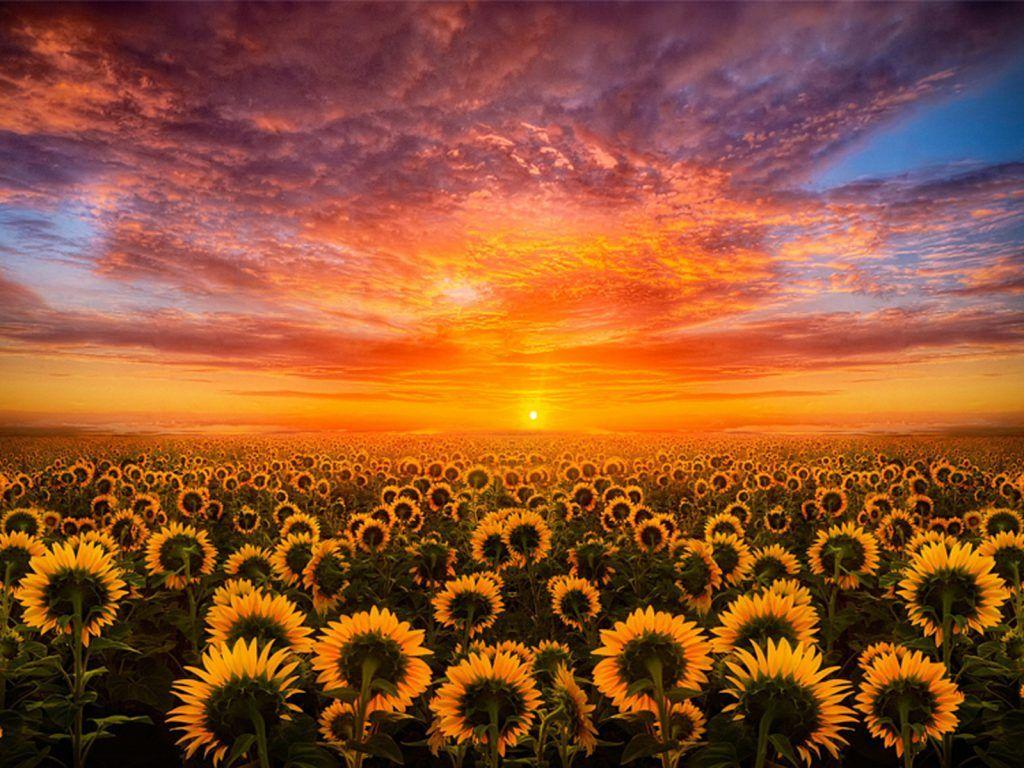 1024x768 Sunset Red Sky Cloud Field With Sunflower HD Desktop Wallpaper For Mobile :