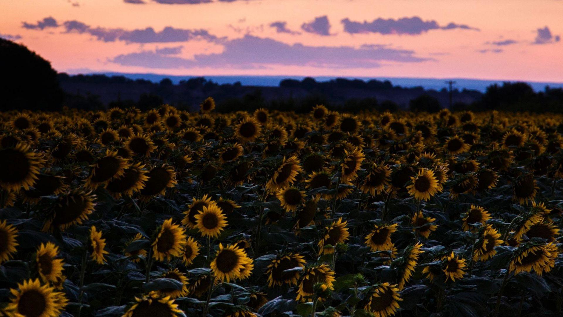 1920x1080 Download 1920x1080 wallpaper sunflowers, flowers field, sunset, full hd, hdtv, fhd, 1080p, 1920x1080 HD image, background, 8734