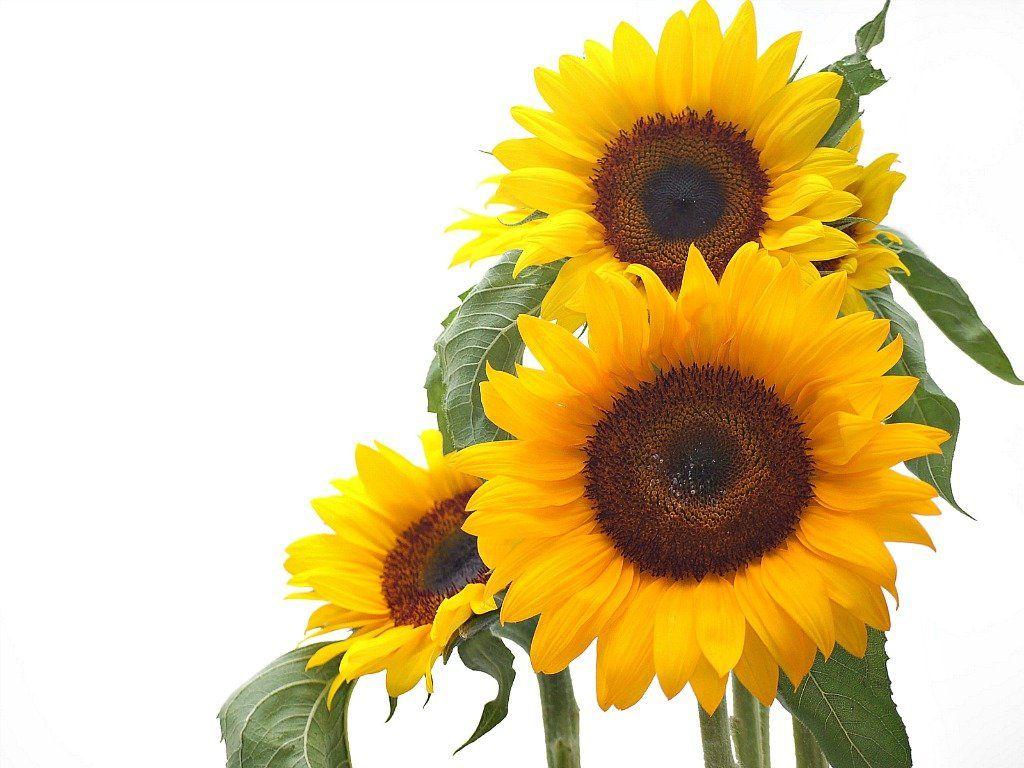 1024x768 Sunflower Background