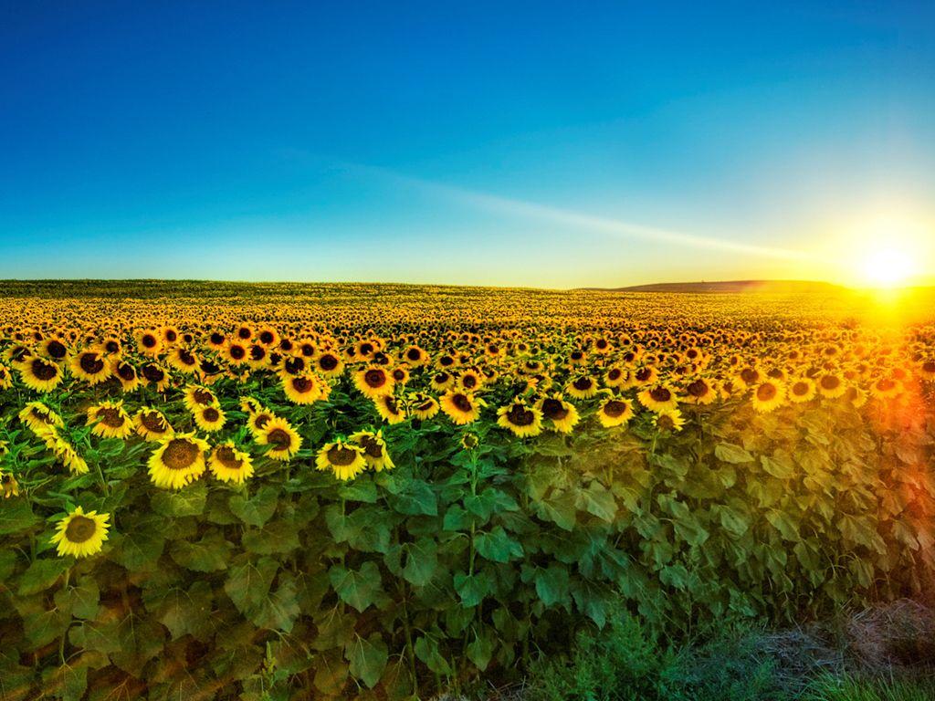 1024x768 Sunflowers Wallpaper