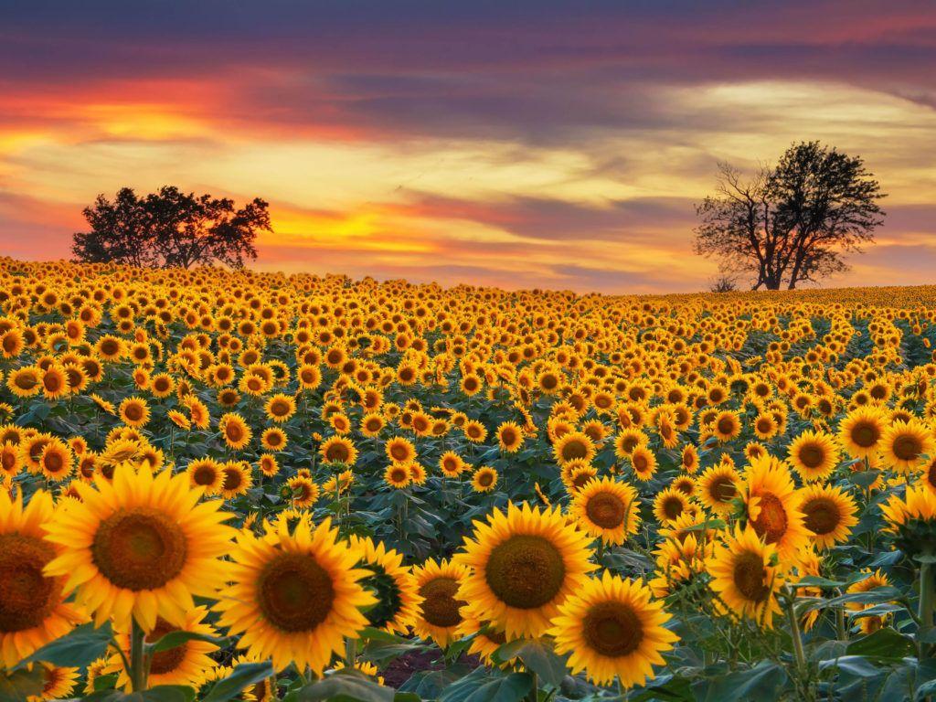 1024x768 Sunflower Farm Field Yellow Flowers Beautiful Sunset :