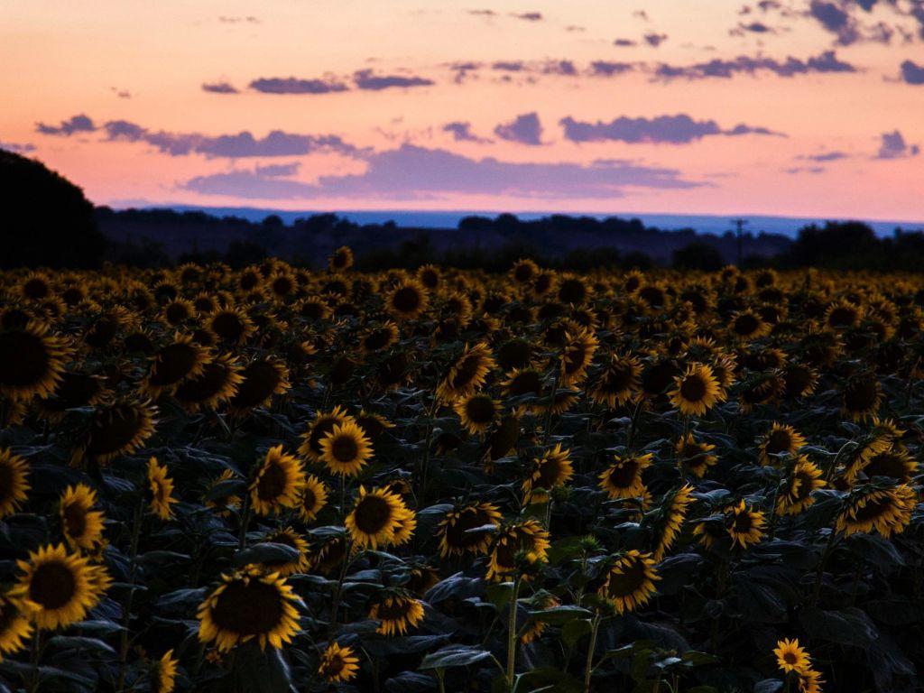 1024x768 Download 1024x768 wallpaper sunflowers, flowers field, sunset, 1024x768 standard 4: fullscreen, 1024x768 HD image, background, 8734