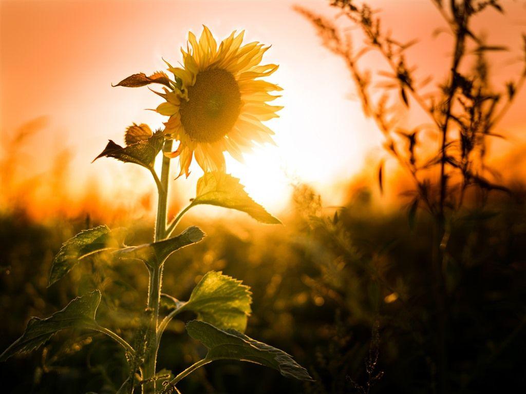 1024x768 Wallpaper Sunflowers, sunset, glare, summer 1920x1200 HD Picture, Image