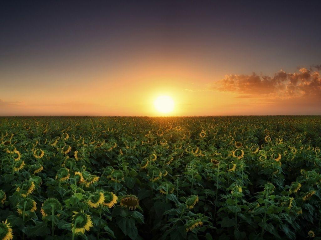 1024x768 Beautiful SunFlower Field wallpaper. Field wallpaper, Sunflower fields, Desktop wallpaper