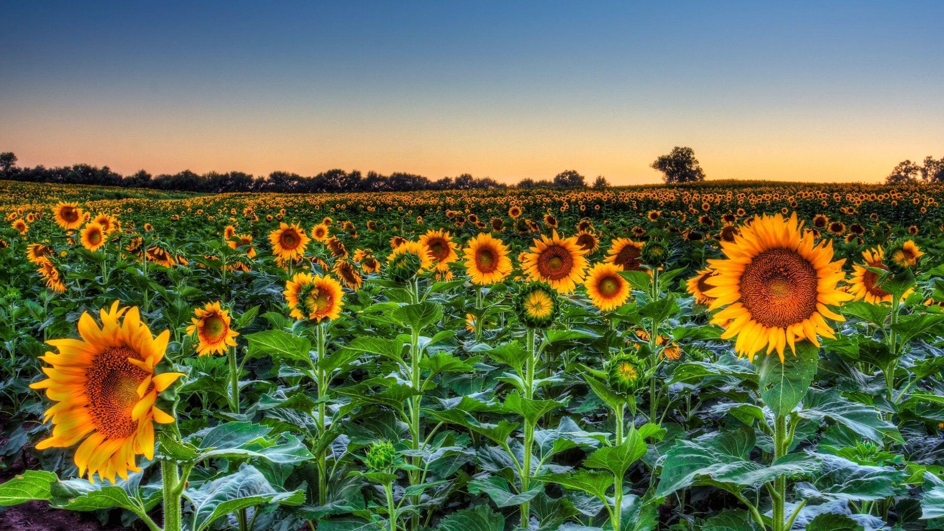 1920x1080-sunflower-sunset-wallpapers-top-free-1920x1080-sunflower