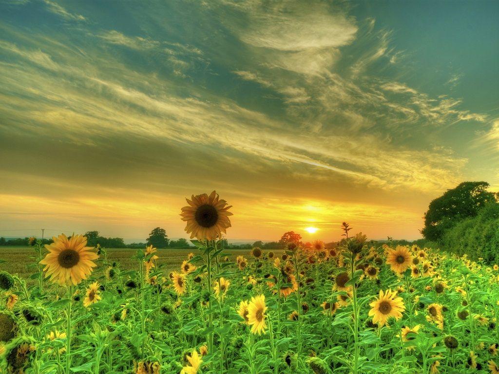 1024x768 Wallpaper Sunflowers, fields, clouds, sunset 2880x1800 HD Picture, Image