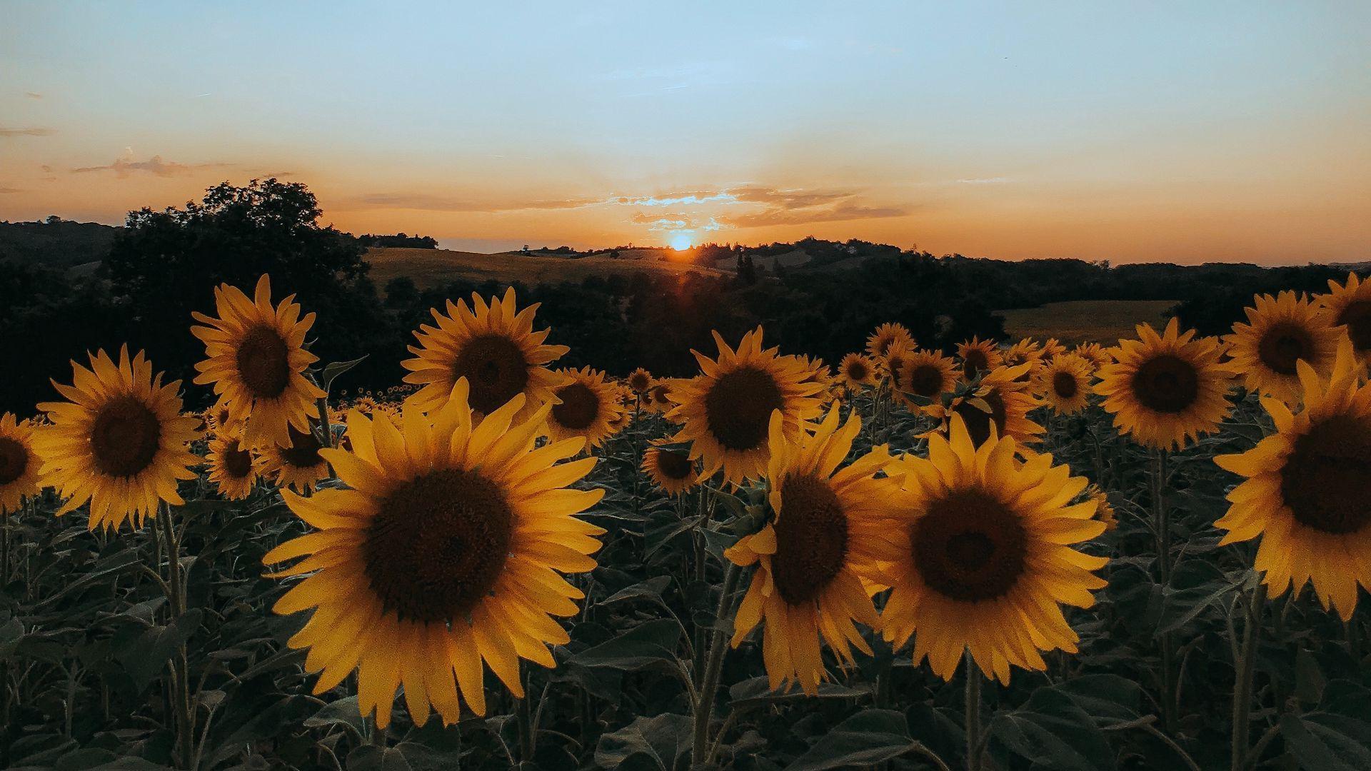 1920x1080 Download wallpaper 1920x1080 sunflowers, flowers, yellow, field, sunset full hd, hdtv, fhd, 1080p HD background