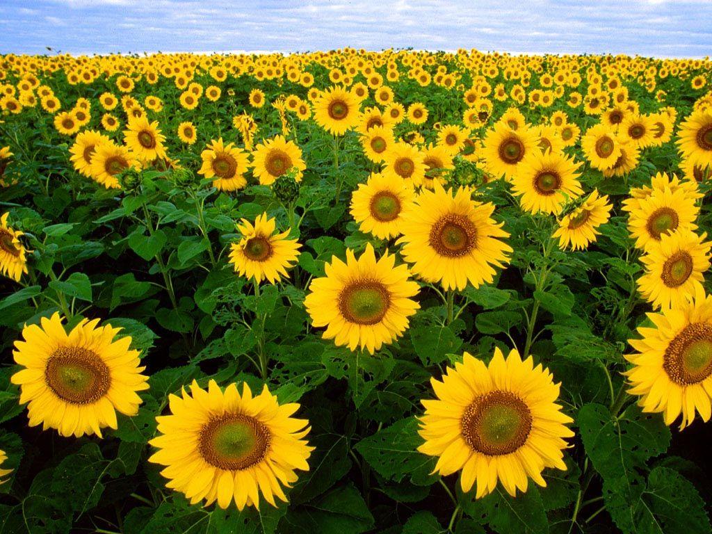 1024x768 Sunflower Wallpaper Free
