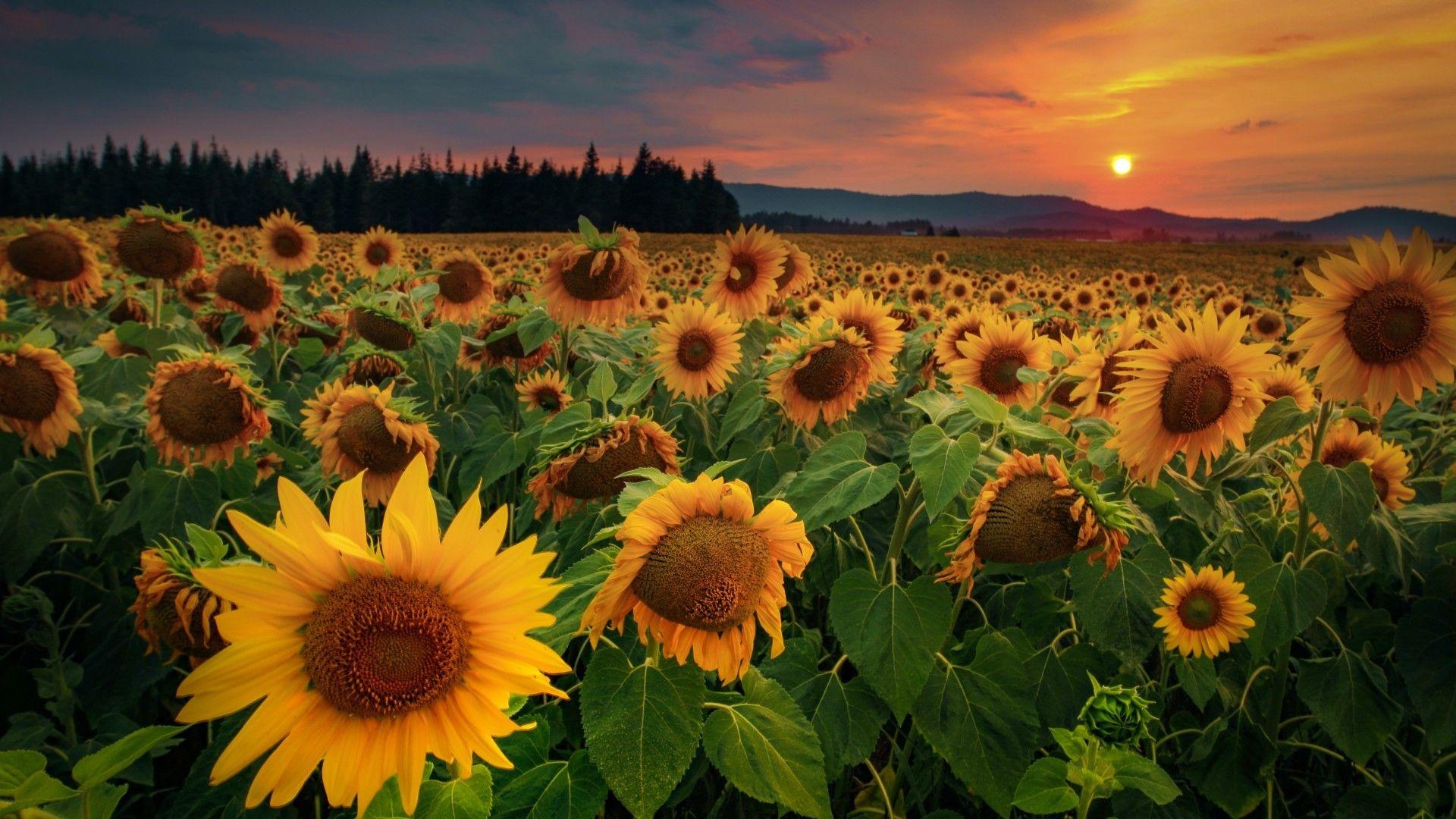 1920x1080-sunflower-sunset-wallpapers-top-free-1920x1080-sunflower