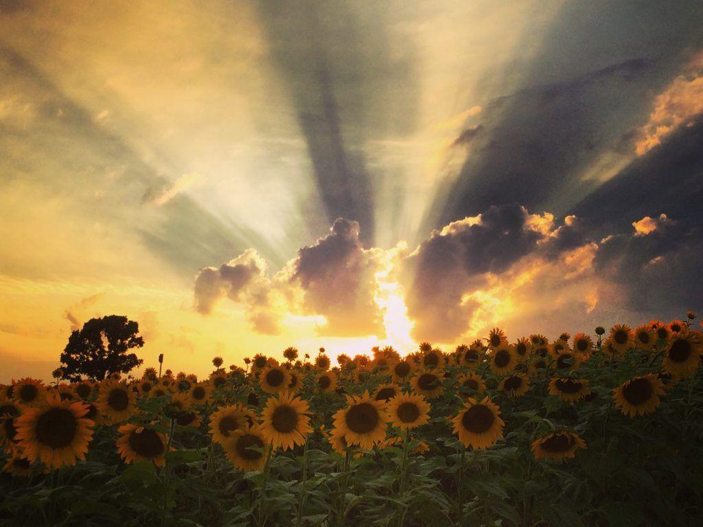 1024x768 Things You Never Knew About Sunflowers (and Where to Find Them in Wisconsin)
