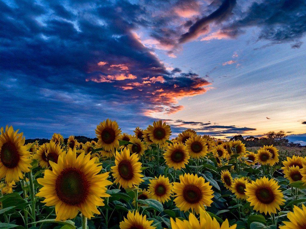 1024x768 Sunflower Sunset Wallpapers - Top Free 1024x768 Sunflower 