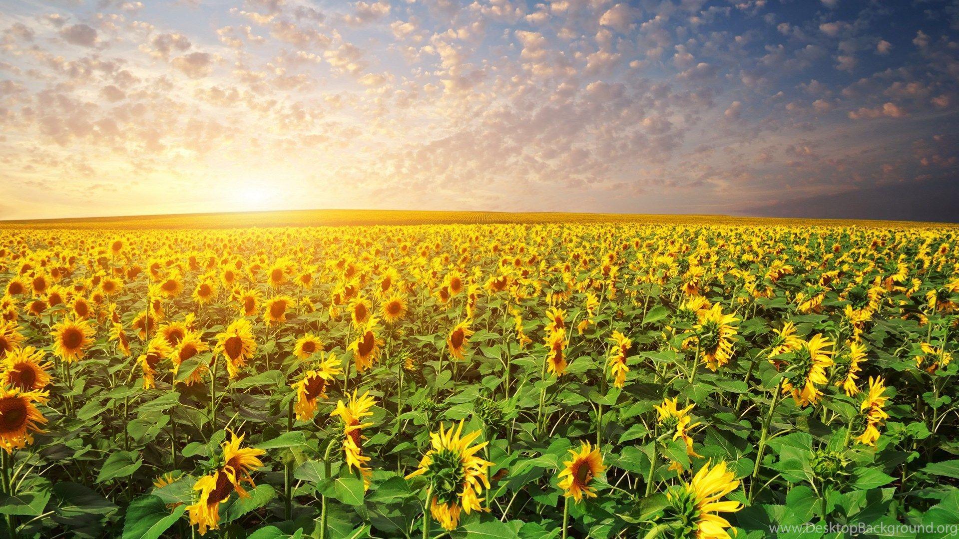 1920x1080 Download Sunflower Sunset Wallpaper HD Resolution Desktop Background
