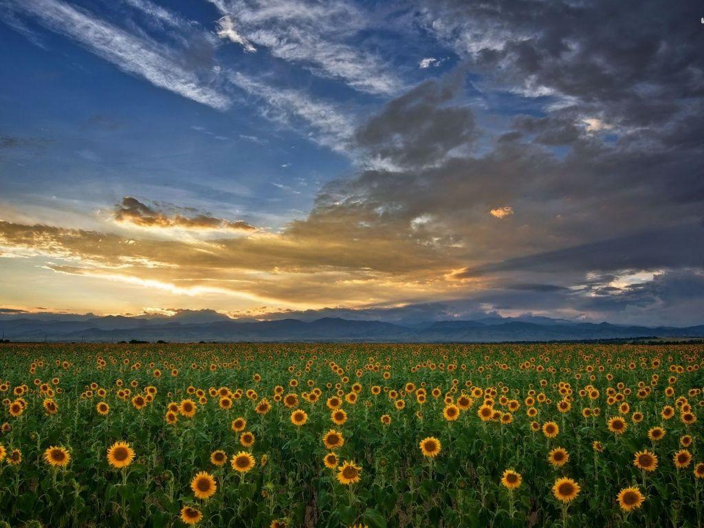 1024x768 Sun Flower Field Clouds Sunset desktop PC and Mac wallpaper