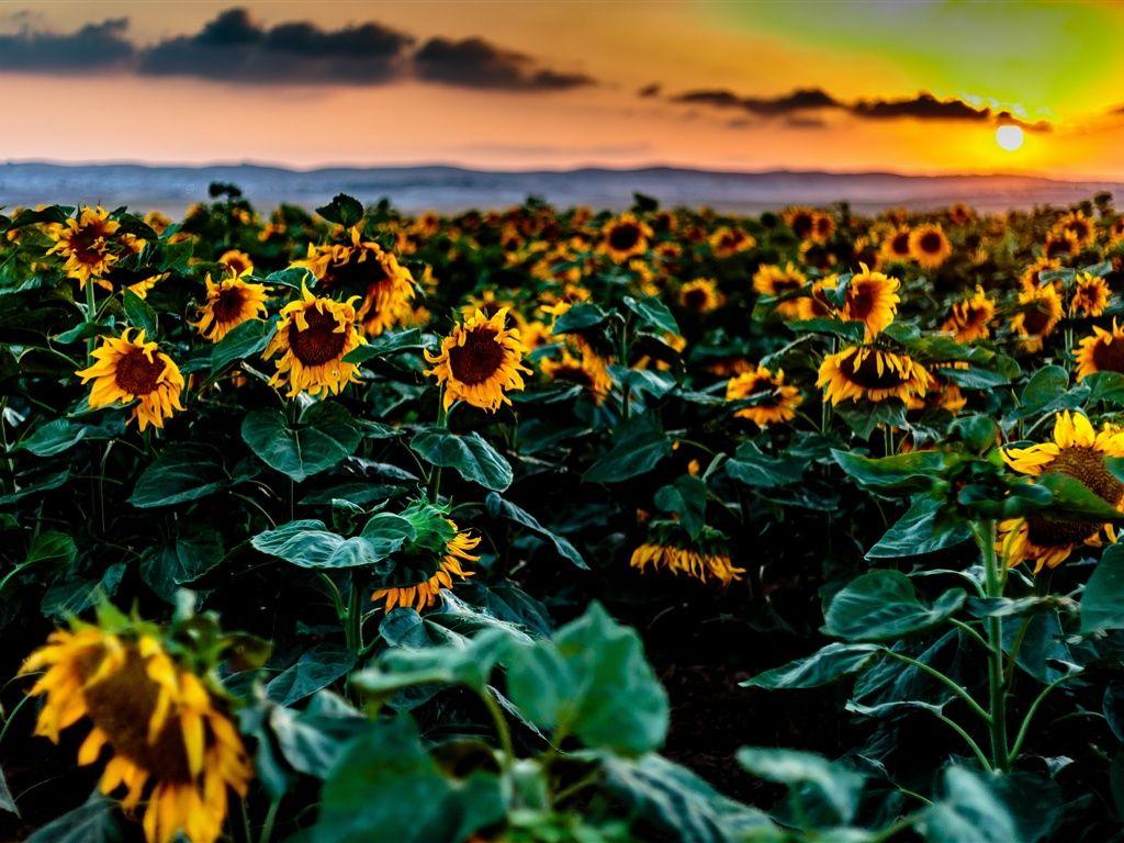 1024x768 Wallpaper Sunflowers fields, sunset 2560x1600 HD Picture, Image