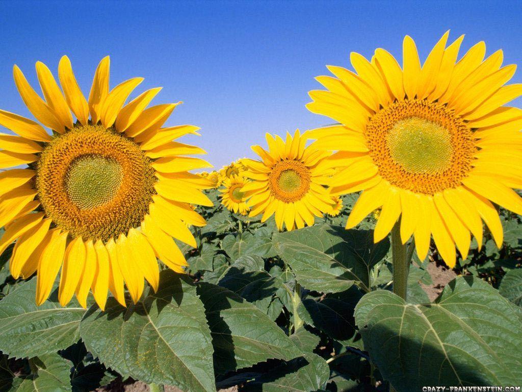 1024x768 Sunflower