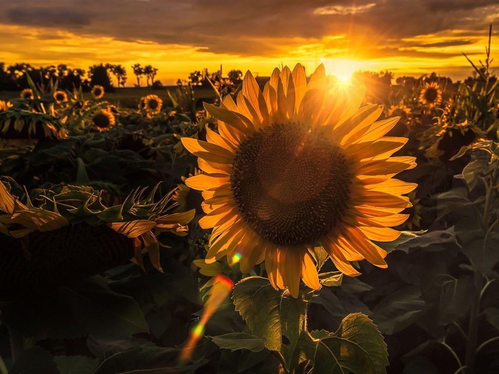 1024x768 Wallpaper Sunflowers, sunset, backlight 1920x1200 HD Picture, Image