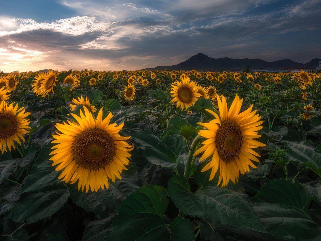 1024x768 Plants Field With Sunflower Flowers With Yellow Petals Sunset Landscape Photography Wallpaper HD :