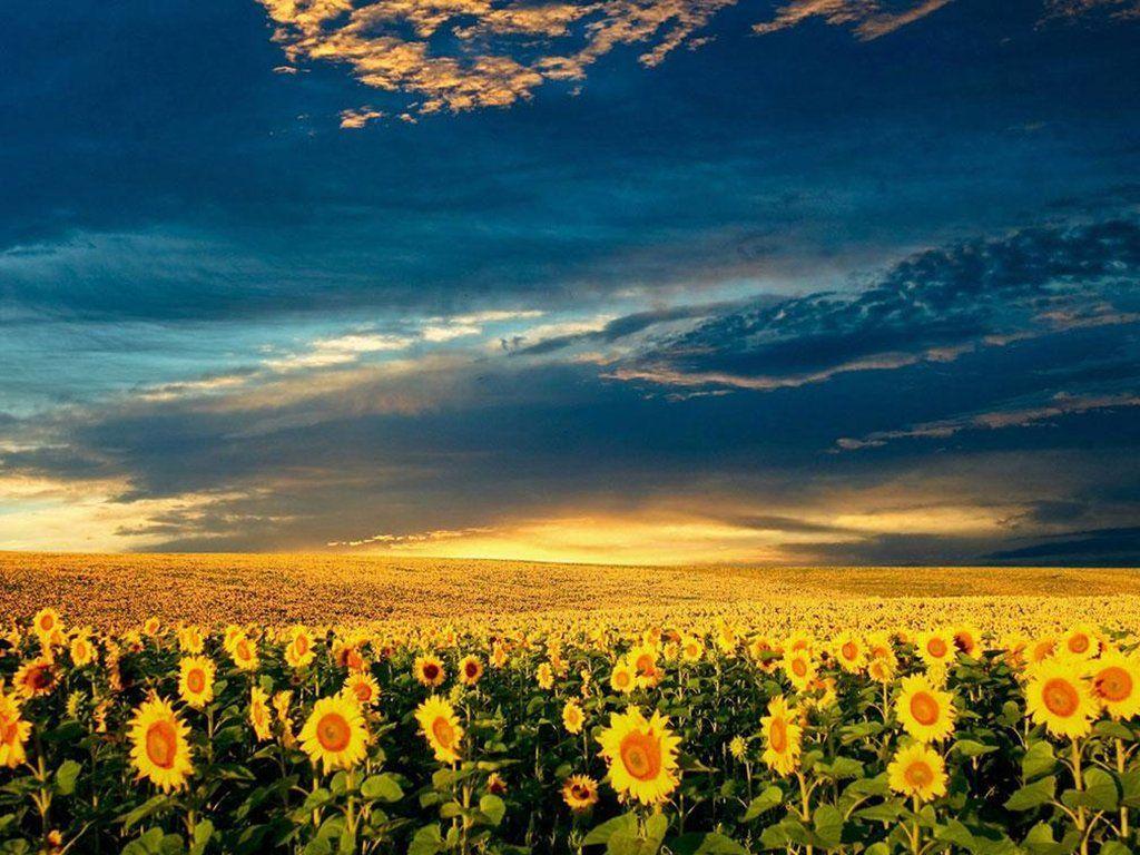 1024x768 Sunflower sunsets. Golden field, field, flower, nature, sky, sunflower, sunset. Sunflower fields, Sunflower wallpaper, Nature