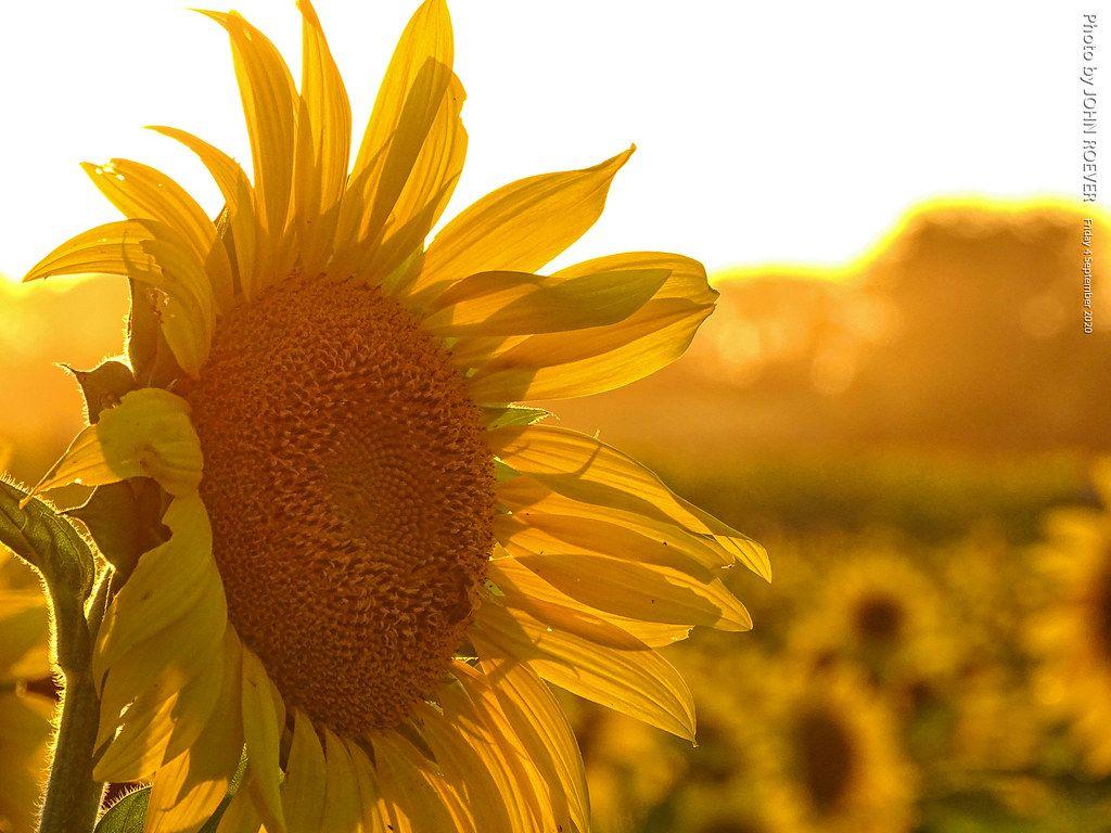 1024x768 Sunflowers at Grinter Farms before Sunset, 4 Sept 2020