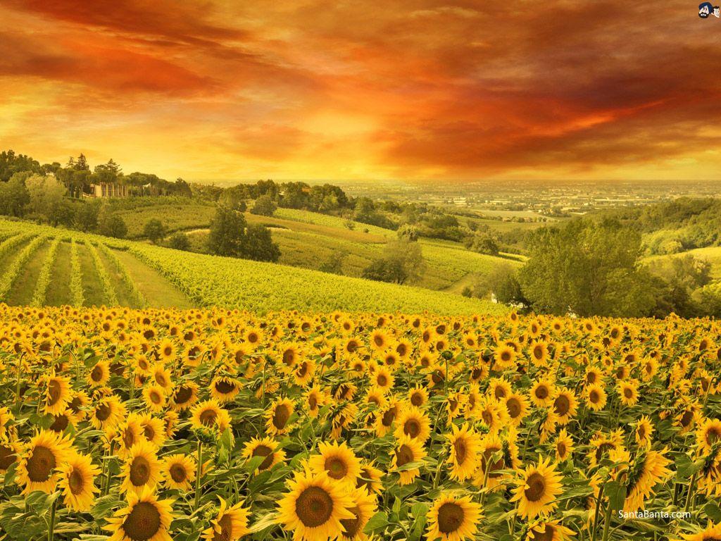 1024x768 Sunflowers Field