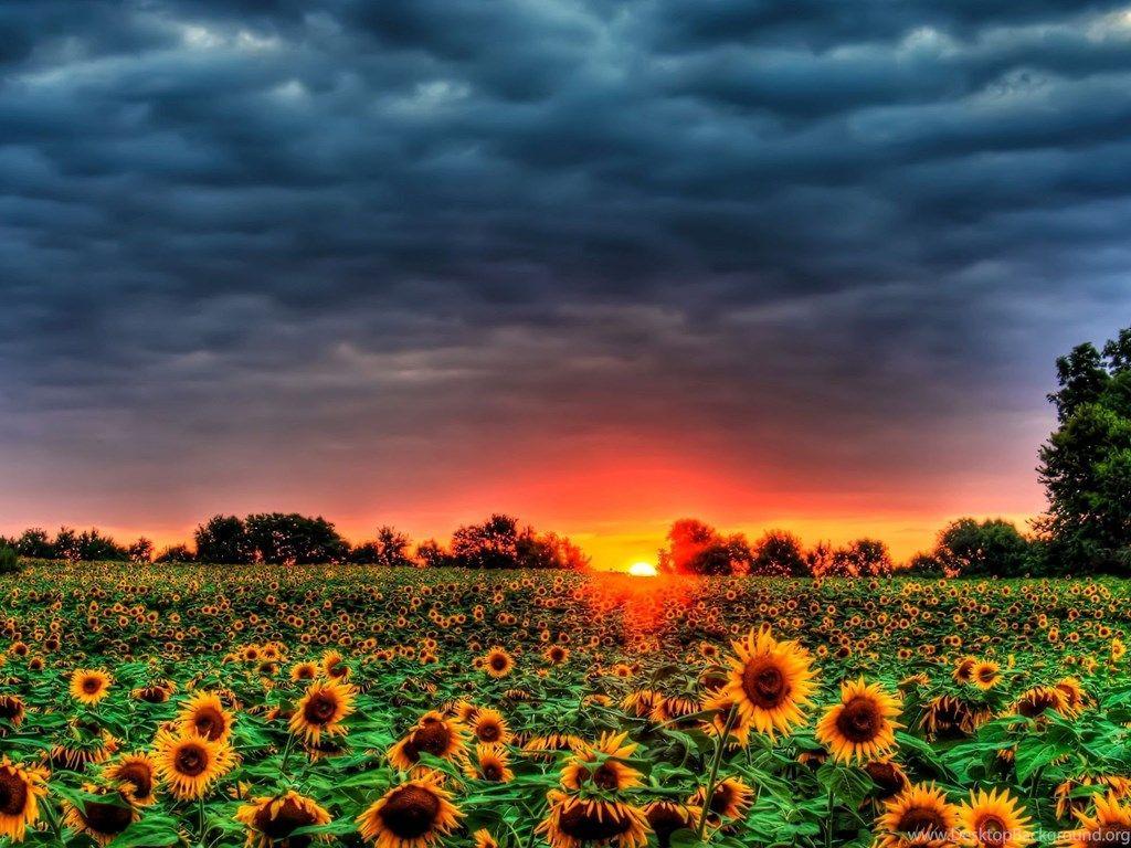 1024x768 Sunset Over The Sunflower Field Wallpaper Desktop Background