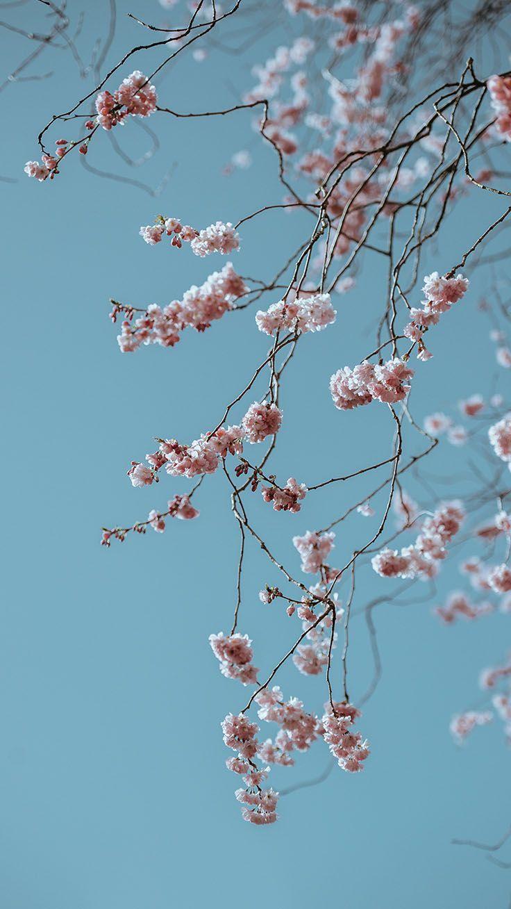 736x1308 Pretty Springtime iPhone Wallpaper. Preppy Wallpaper. iPhone wallpaper vintage, Wallpaper achtergronden, Achtergronden
