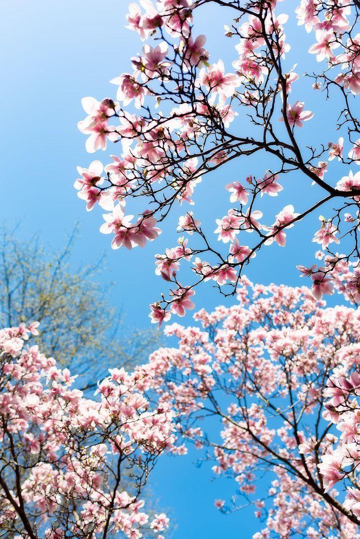 736x1102 Spring Strolls With My Sister Bona. Spring aesthetic, Spring strolls, Beautiful flowers wallpaper