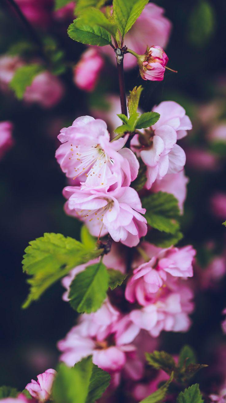 736x1308 Vintage Spring Wallpaper