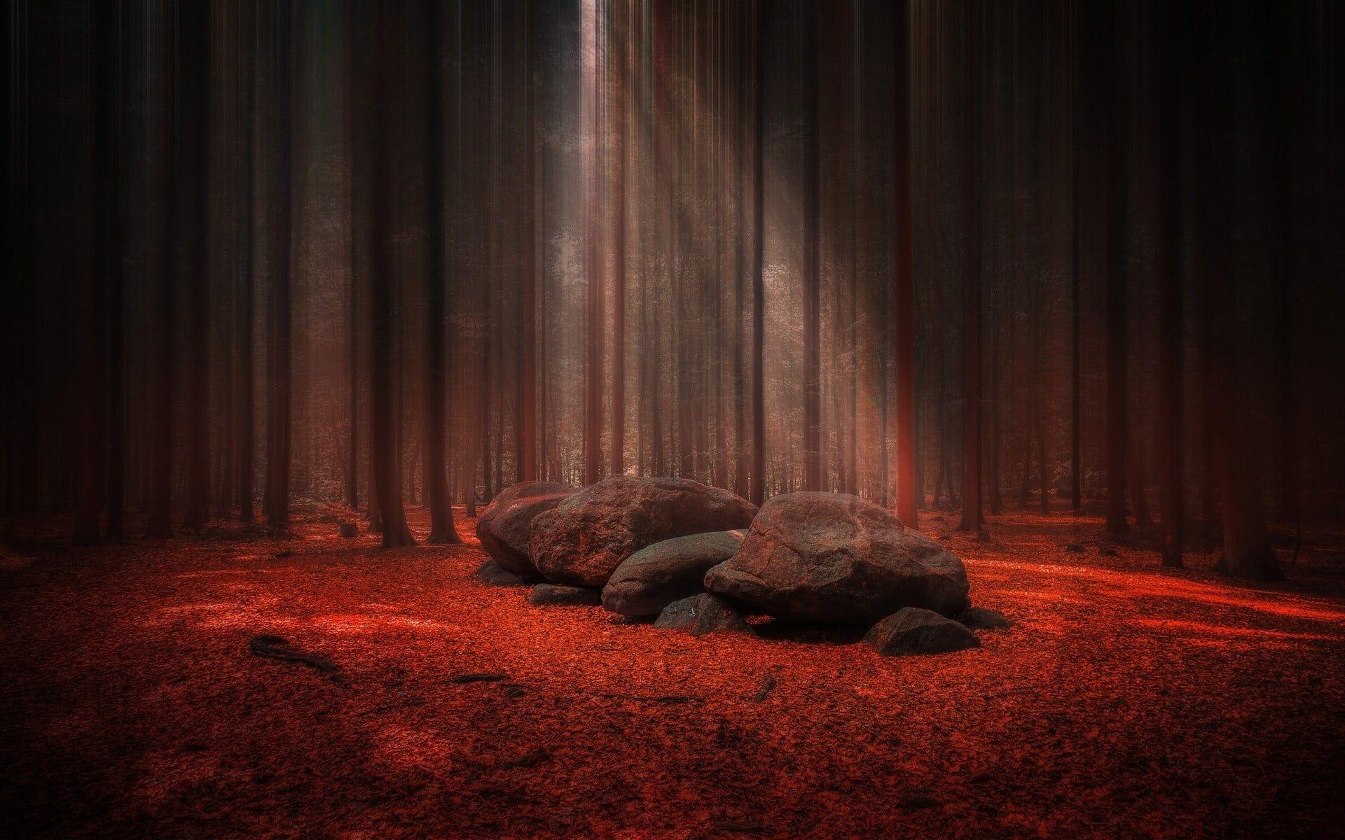 1920x1200 black and red rock wallpaper, black rocks on red textile digital wallpaper #nature #landscape #sunlight #forest #st. Digital wallpaper, HD wallpaper, Red textiles
