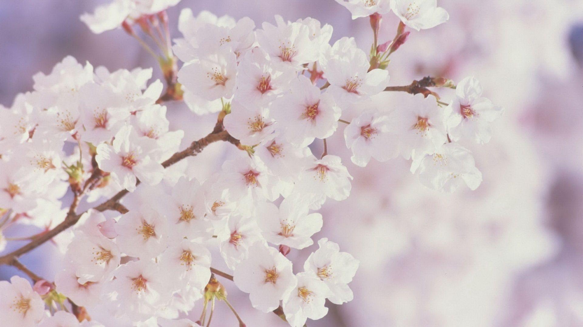1920x1080 Spring Flowers Wallpaper HD (Images)